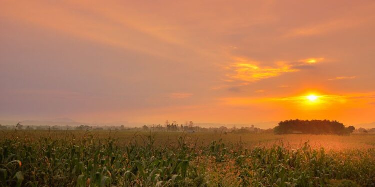 Rising temperatures and the fate of Pakistan’s agriculture